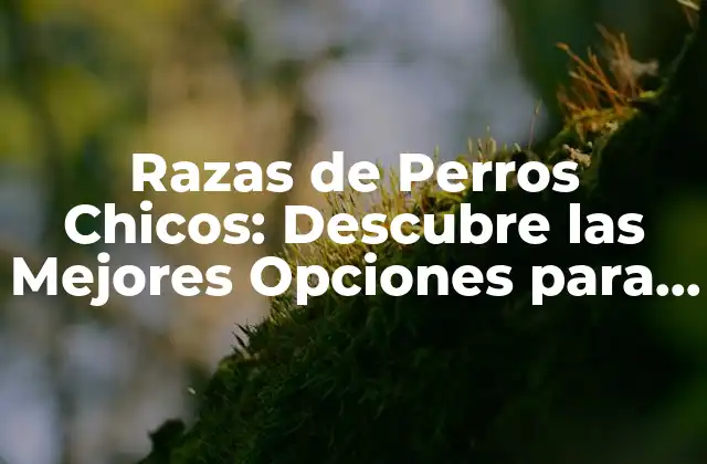 Razas de Perros Chicos: Descubre las Mejores Opciones para Tu Hogar