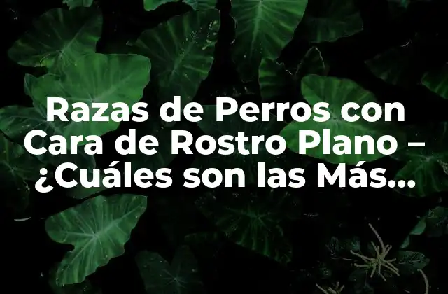 Características de las Razas de Perros con Cara de Rostro Plano