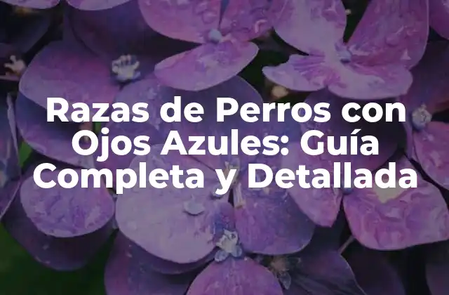 Razas de Perros con Ojos Azules: Guía Completa y Detallada