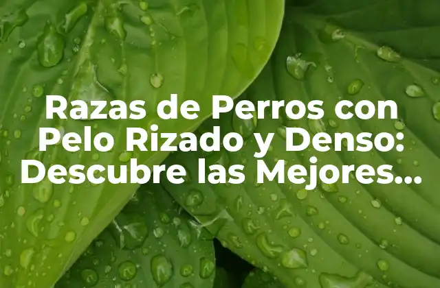Razas de Perros con Pelo Rizado y Denso: Descubre las Mejores Opciones