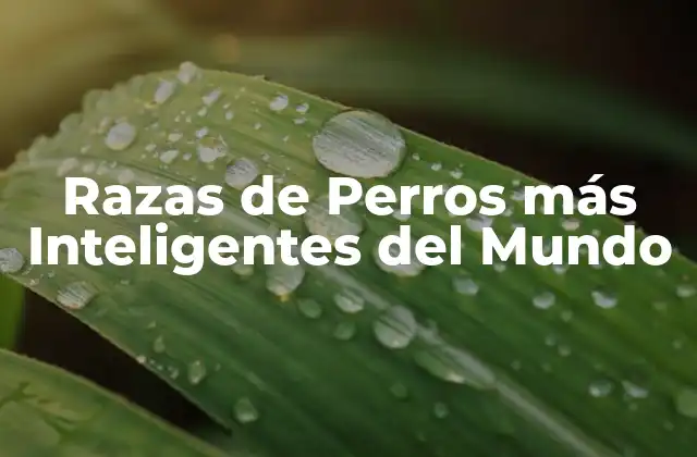 Razas de Perros Más Inteligentes Del Mundo