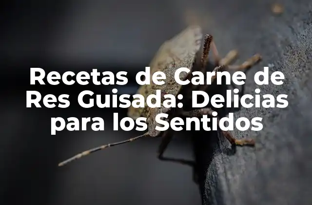 Recetas de Carne de Res Guisada: Delicias para los Sentidos