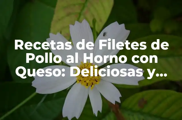 Recetas de Filetes de Pollo Al Horno con Queso: Deliciosas y Fáciles de Preparar