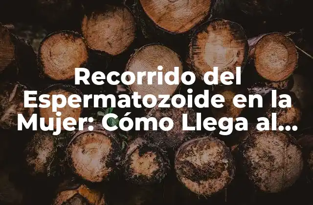 Recorrido Del Espermatozoide en la Mujer: Cómo Llega Al Óvulo