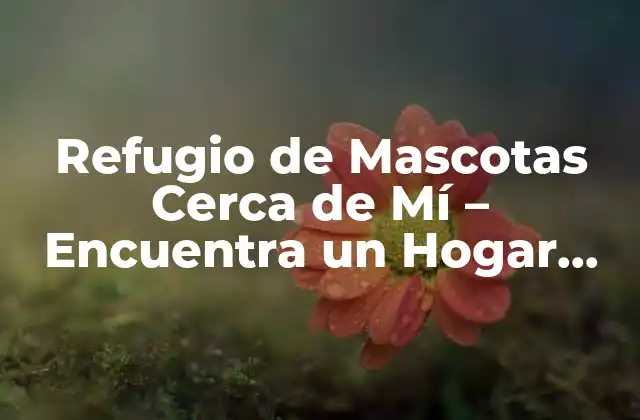 Refugio de Mascotas Cerca de Mí – Encuentra un Hogar para Tu Amigo Fiel
