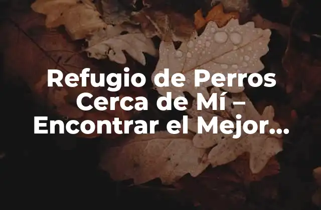 Refugio de Perros Cerca de Mí – Encontrar el Mejor Refugio para Tu Amigo Canino