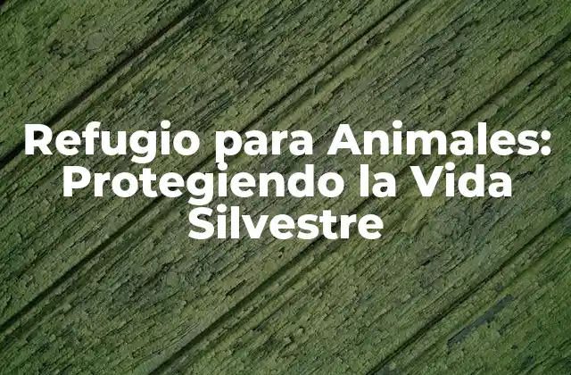 ¿Qué es un Refugio para Animales?