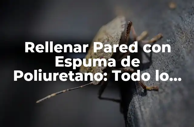 Rellenar Pared con Espuma de Poliuretano: Todo Lo que Necesitas Saber