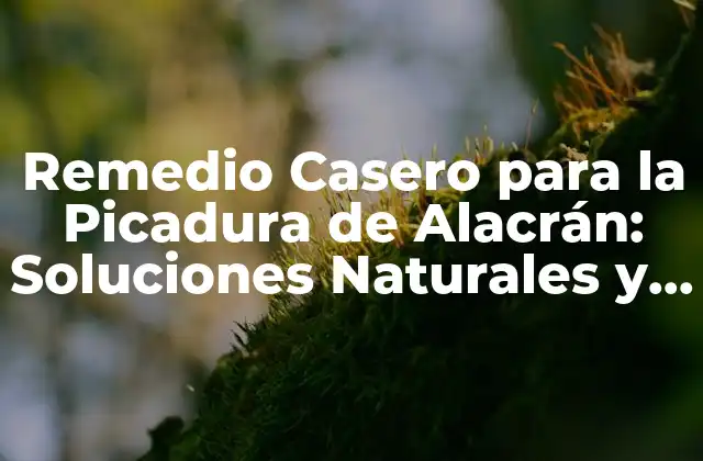 Remedio Casero para la Picadura de Alacrán: Soluciones Naturales y Efectivas