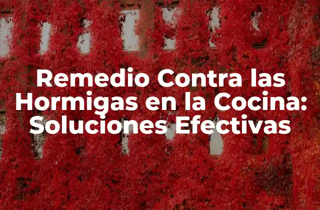 Remedio contra las Hormigas en la Cocina: Soluciones Efectivas
