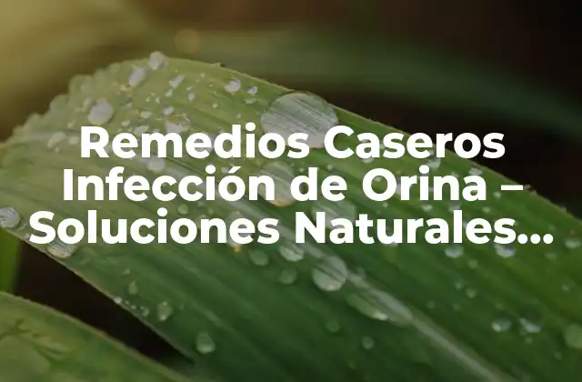 Remedios Caseros Infección de Orina – Soluciones Naturales para Aliviar el Dolor
