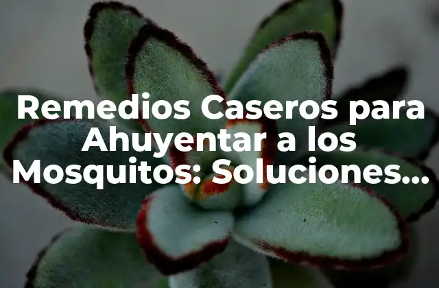 Remedios Caseros para Ahuyentar a los Mosquitos: Soluciones Naturales y Efectivas