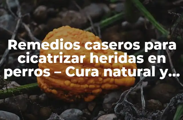 Remedios Caseros para Cicatrizar Heridas en Perros – Cura Natural y Efectiva
