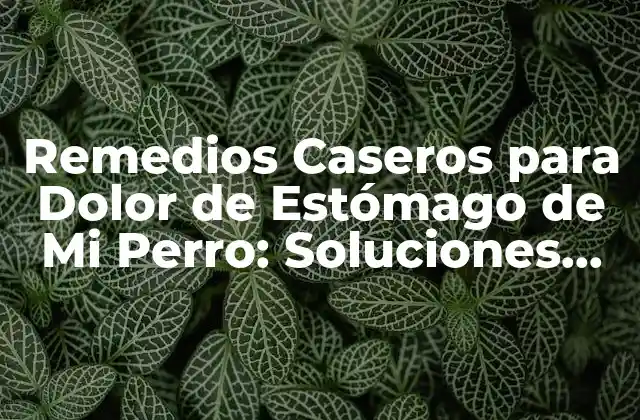 Remedios Caseros para Dolor de Estómago de Mi Perro: Soluciones Naturales y Seguras