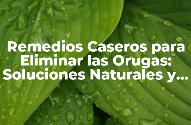 Remedios Caseros para Eliminar las Orugas: Soluciones Naturales y Efectivas