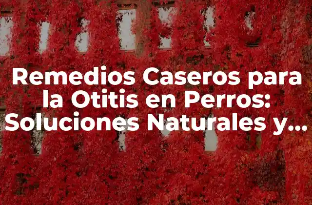 Remedios Caseros para la Otitis en Perros: Soluciones Naturales y Efectivas