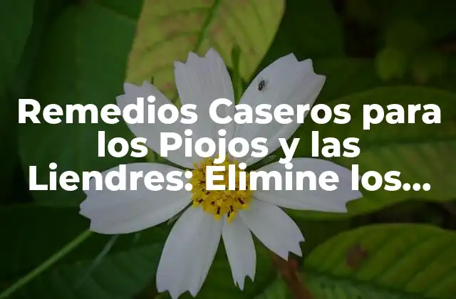 Remedios Caseros para los Piojos y las Liendres: Elimine los Problemas de Infestación