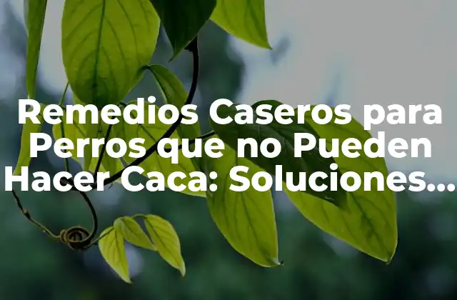 Remedios Caseros para Perros que No Pueden Hacer Caca: Soluciones Naturales y Efectivas