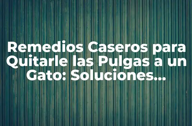 Remedios Caseros para Quitarle las Pulgas a un Gato: Soluciones Naturales y Efectivas