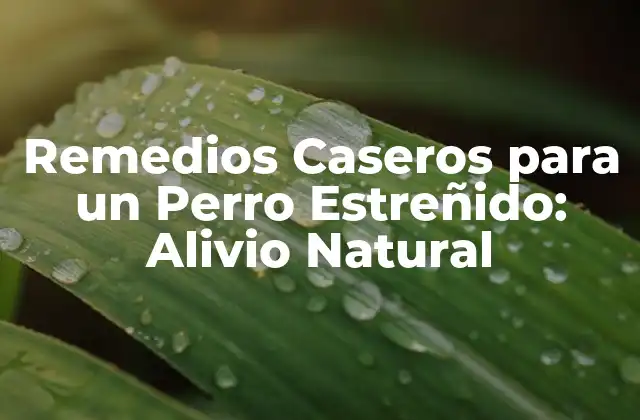 Remedios Caseros para un Perro Estreñido: Alivio Natural