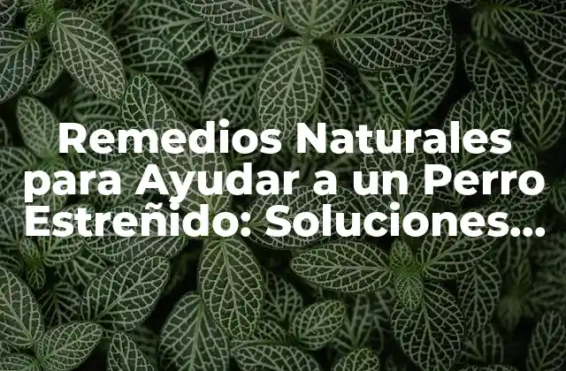 Remedios Naturales para Ayudar a un Perro Estreñido: Soluciones Efectivas