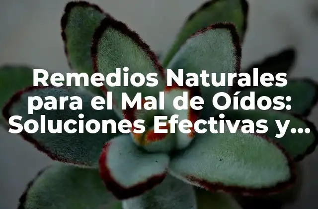 Remedios Naturales para el Mal de Oídos: Soluciones Efectivas y Seguras