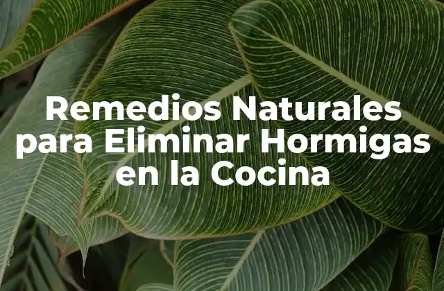 Remedios Naturales para Eliminar Hormigas en la Cocina