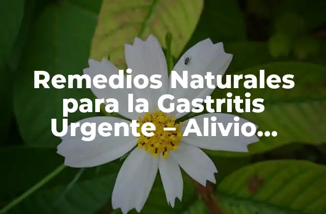 Remedios Naturales para la Gastritis Urgente – Alivio Inmediato