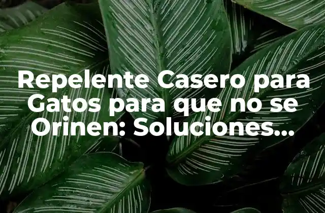 Repelente Casero para Gatos para que No Se Orinen: Soluciones Naturales y Efectivas