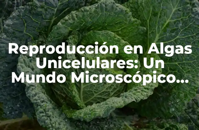 Reproducción en Algas Unicelulares: un Mundo Microscópico de Creación