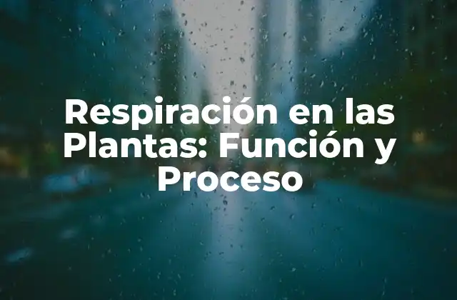 ¿Qué es la Respiración en las Plantas?