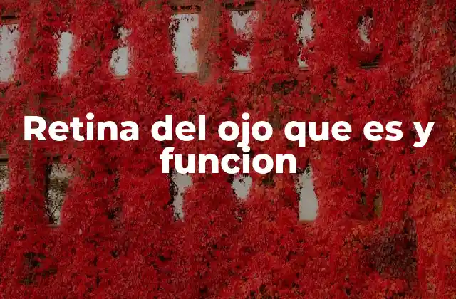 Retina Del Ojo que es y Funcion