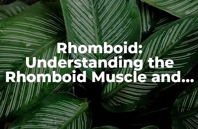 Rhomboid: Understanding The Rhomboid Muscle And Its Functions