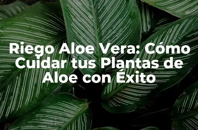 Riego Aloe Vera: Cómo Cuidar Tus Plantas de Aloe con Éxito