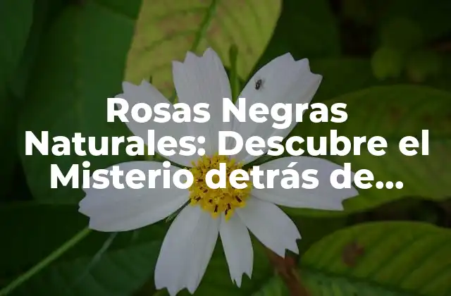 Rosas Negras Naturales: Descubre el Misterio Detrás de Estos Regalos de la Naturaleza
