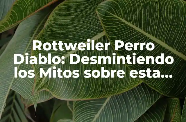 Rottweiler Perro Diablo: Desmintiendo los Mitos sobre Esta Raza Canina