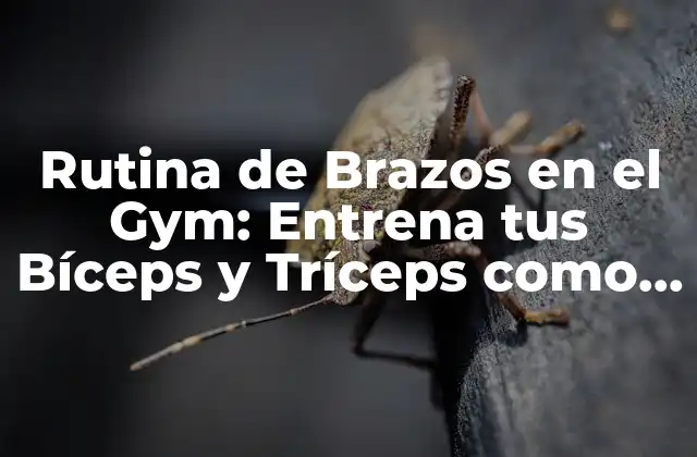 Rutina de Brazos en el Gym: Entrena Tus Bíceps y Tríceps como un Pro