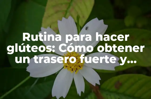 Rutina para Hacer Glúteos: Cómo Obtener un Trasero Fuerte y Firme