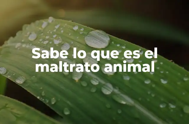Sabe Lo que es el Maltrato Animal 2 El impacto psicológico y físico del maltrato animal