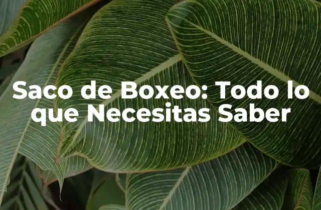 Saco de Boxeo: Todo Lo que Necesitas Saber