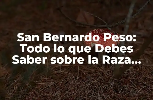 San Bernardo Peso: Todo Lo que Debes Saber sobre la Raza Canina