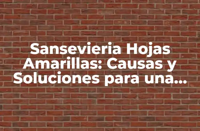 Sansevieria Hojas Amarillas: Causas y Soluciones para una Planta Saludable