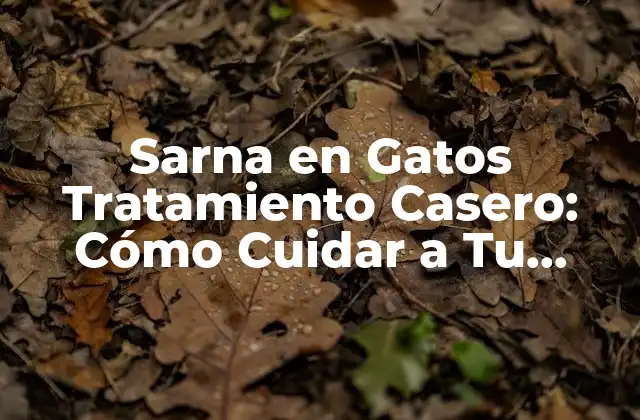 Sarna en Gatos Tratamiento Casero: Cómo Cuidar a Tu Mascota