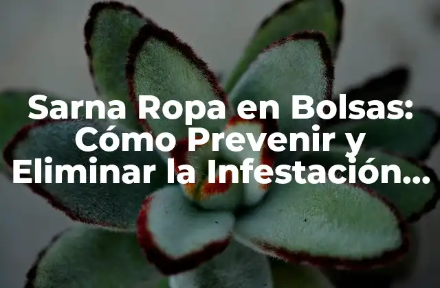Sarna Ropa en Bolsas: Cómo Prevenir y Eliminar la Infestación de Ácaros en Tu Ropa