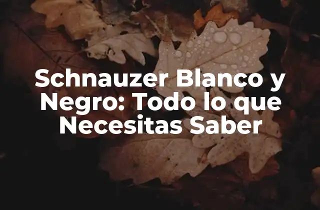 Schnauzer Blanco y Negro: Todo Lo que Necesitas Saber