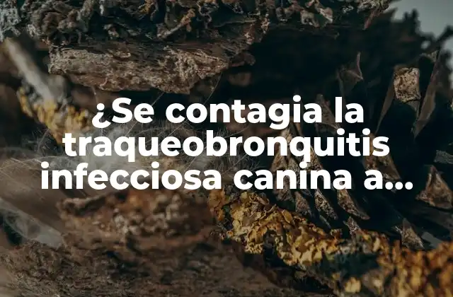 ¿se Contagia la Traqueobronquitis Infecciosa Canina a Humanos?