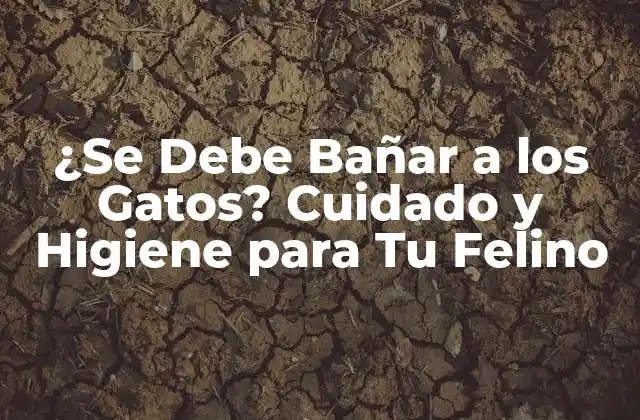 ¿se Debe Bañar a los Gatos? Cuidado y Higiene para Tu Felino