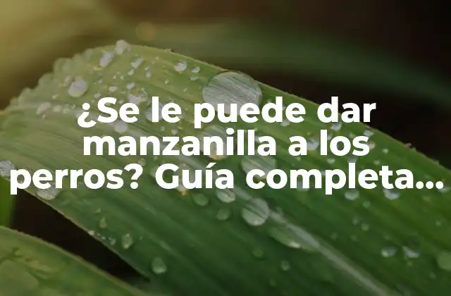 ¿se Le Puede Dar Manzanilla a los Perros? Guía Completa de Seguridad y Beneficios