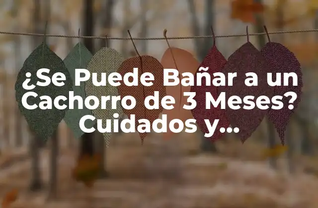 ¿se Puede Bañar a un Cachorro de 3 Meses? Cuidados y Precauciones