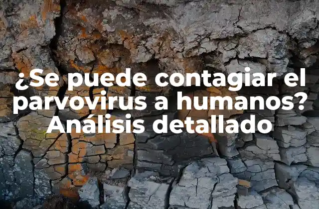 ¿se Puede Contagiar el Parvovirus a Humanos? Análisis Detallado
